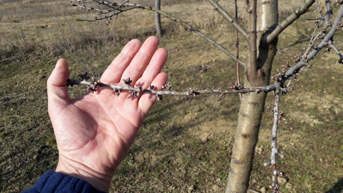 Preporuka za koštičave voćne vrste u Osječko-baranjskoj županiji