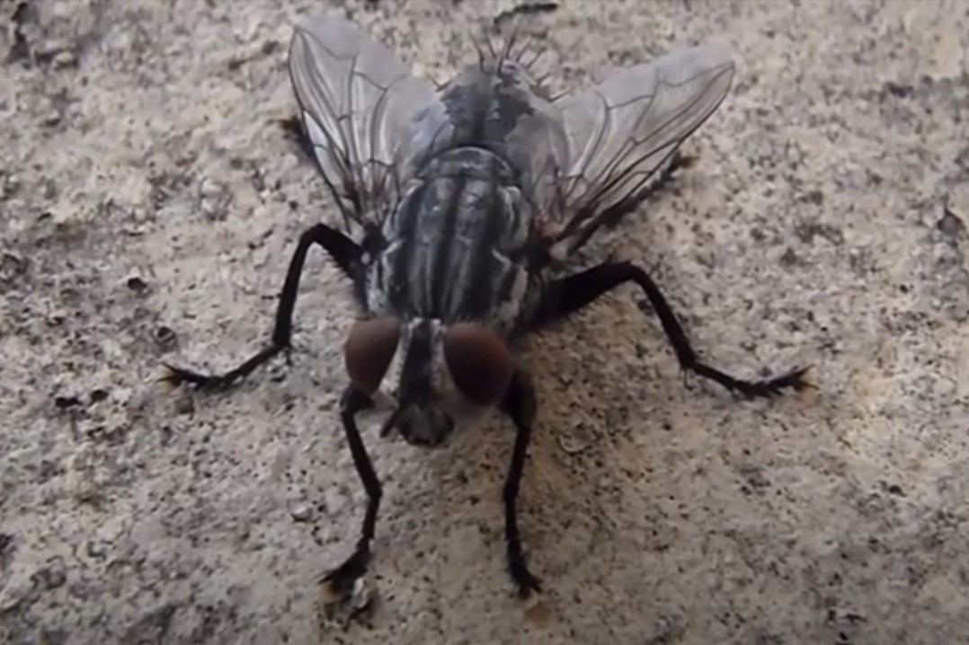 UNIŠTAVANJE MUHA NA GOSPODARSTVU | Ministarstvo poljoprivrede ...