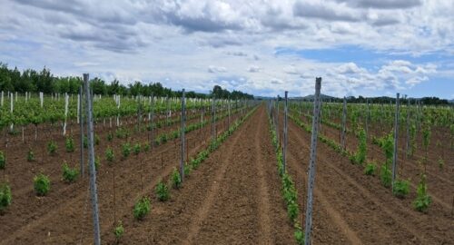Preporuka za Osječko-baranjsku županiju: Prihrana vinograda dušikom