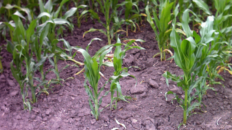 Kratak osvrt o stanju kultura u srpnju 2025. godine u Karlovačkoj županiji