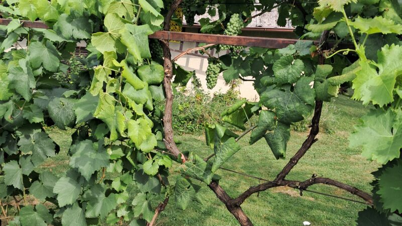 Preporuka za početak berbe grožđa na području Koprivničko – križevačke županije