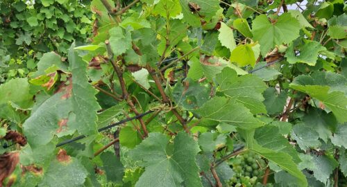 vinova loza, grožđe