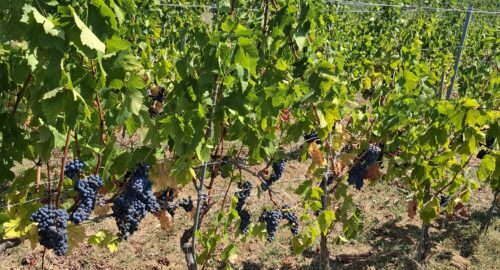 grožđe, vinova loza