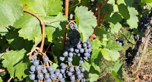 grožđe, vinova loza