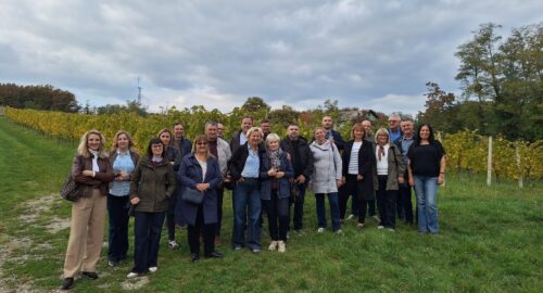 Jazbina, vinova loza