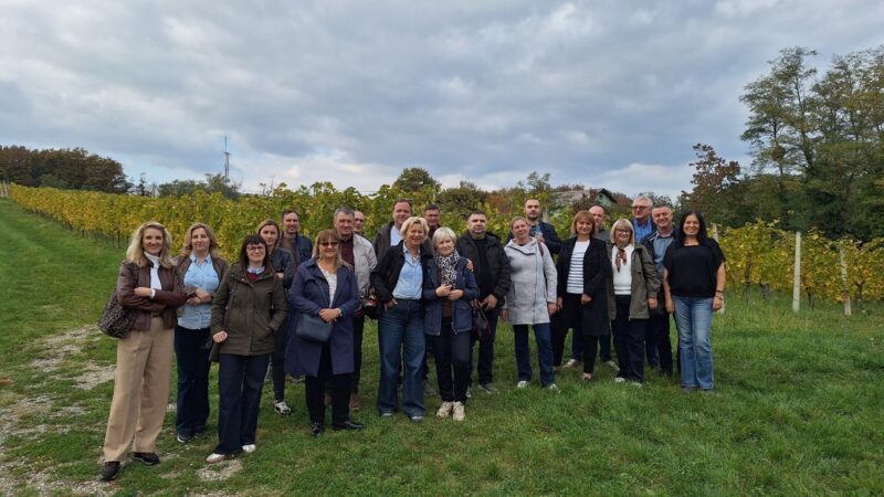 Jazbina, vinova loza