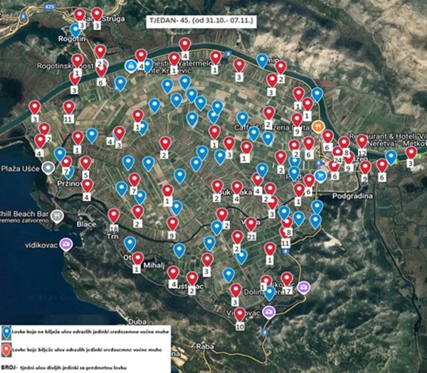 Ceratitis Opuzen - Usce