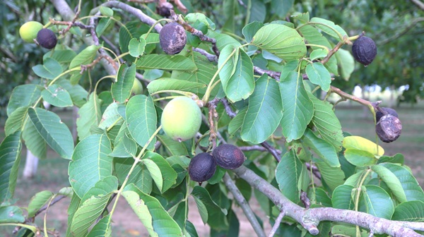 simptomi zaraze ploda oraha