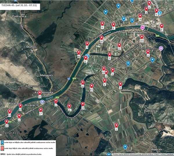 Ceratitis Metkovic - Opuzen