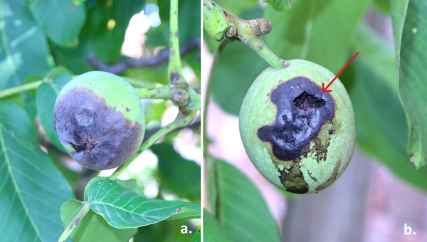 simptomi zaraze ploda oraha