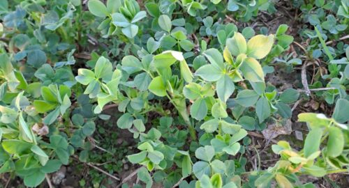 Gnojidba-prihrana krmnih kultura u proljeće