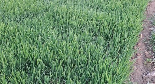 Preporuka za drugu prihranu žitarica – Vukovarsko-srijemska županija