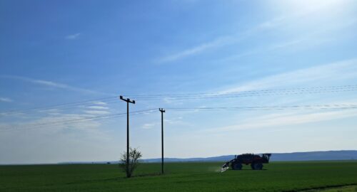 Preporuka proizvođačima ozimih žitarica za Osječko-baranjsku županiju