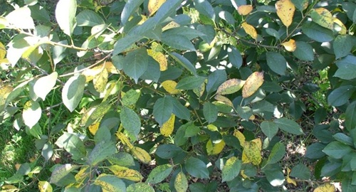 kozicavost visnje