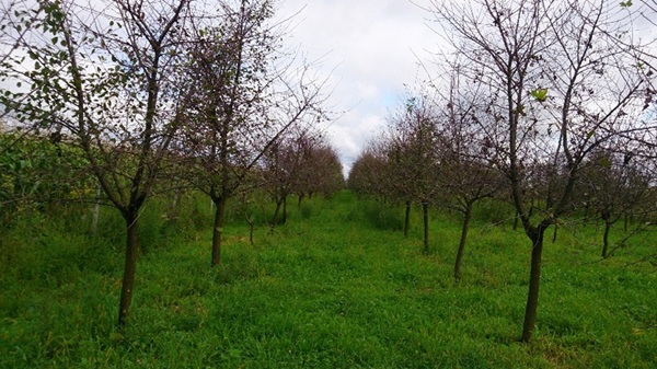 defolijacija vocaka