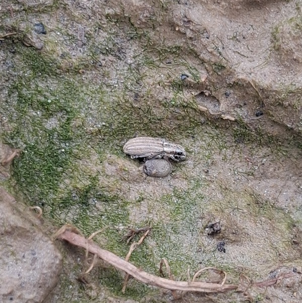 pipa mahunarka odrasli oblik