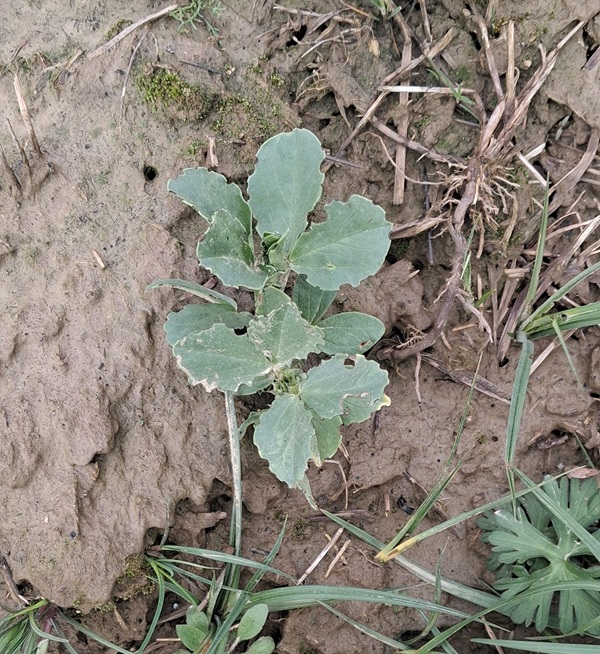 rubne grizotine pipe mahunarke