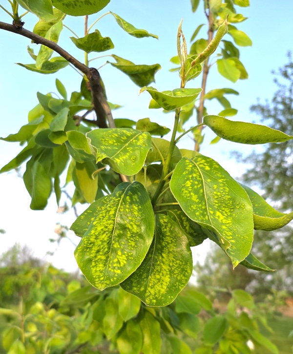 simptomi napada kruškine grinje