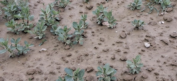 štete na usjevu boba od pipe mauharke