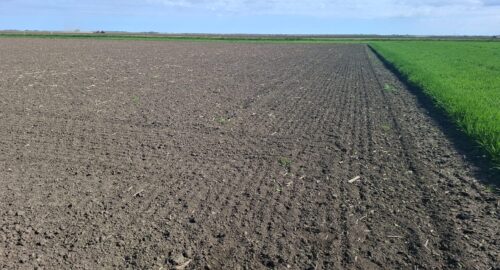 Preporuka proizvođačima suncokreta i kukuruza za područje Osječko-baranjske županije