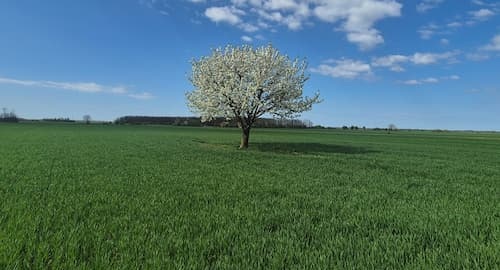 Preporuka proizvođačima ozimih žitarica u Osječko-baranjskoj županiji