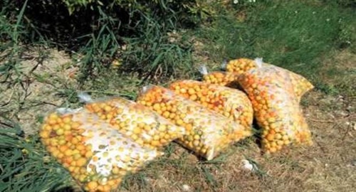 Obavijest voćarima mandarine