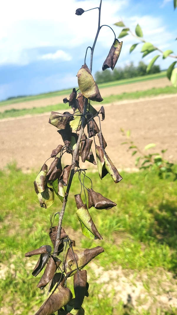 simptomi bakterijske palezi 2