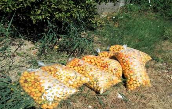 mandarine