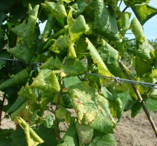žutica vinove loze