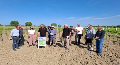 Demonstracijska aktivnost u kolekcijskom nasadu vinove loze u ekološkom uzgoju, Nadin