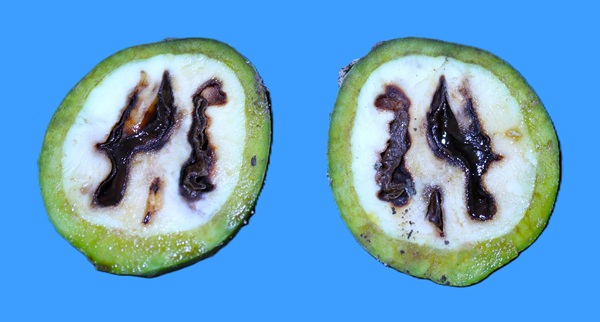 simptomi bakterijske pjegavosti
