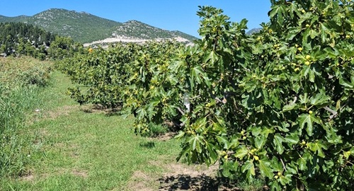 Obavijest voćarima Dubrovačko-neretvanske županije