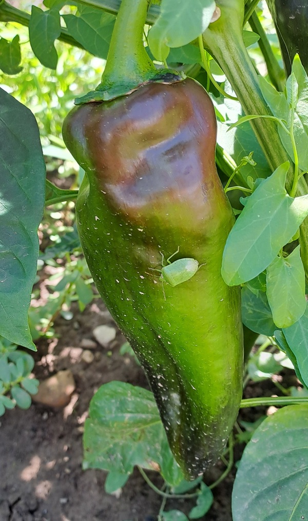 stjenica paprika