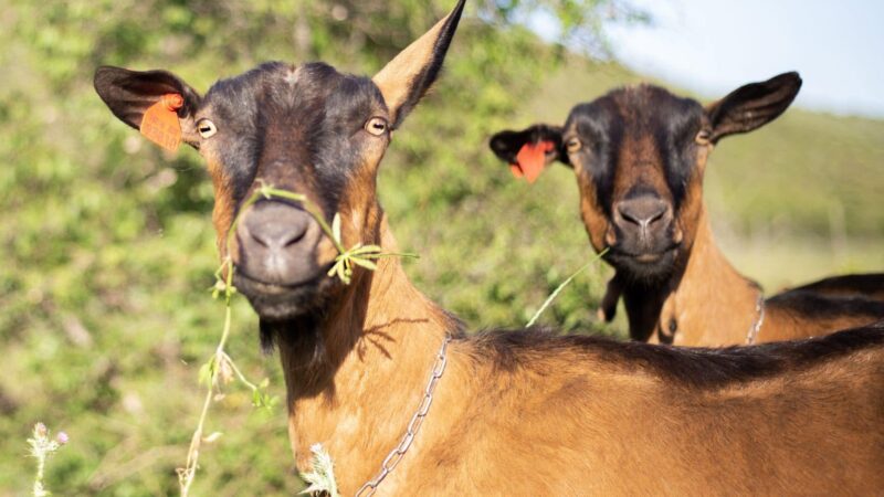 Hrvatski sirari idu po Guinnessov rekord: Formiran službeni „CROATIAN GOAT CHEESE TEAM“ za povijesni pothvat u Francuskoj