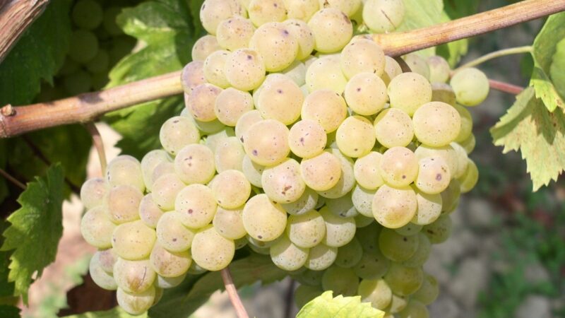 Dani vina Vrbnik 2026. – 21.-22. kolovoza