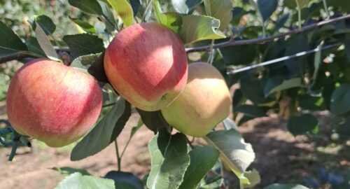 PREPORUKA ZA POČETAK BERBE RANIH SORATA JABUKA – Koprivničko-križevačka županija