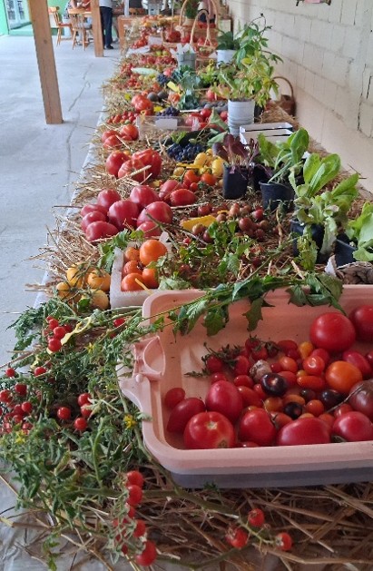 žene u ruralnom prostoru, rajčice
