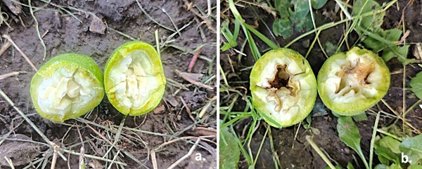 opadanje mladih plodova oraha