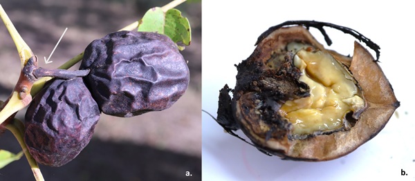 nekroza plodova oraha