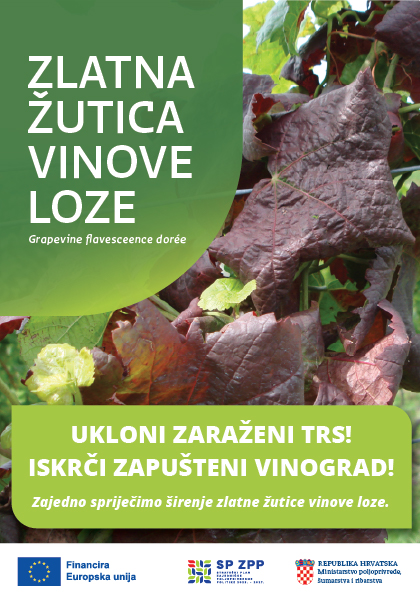 Zlatna žutica vinove loze – spriječimo širenje bolesti